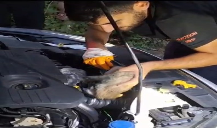 Bingölde otomobilin motor kısmına giren yavru kediyi itfaiye çıkardı