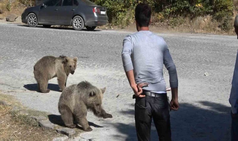 Bitliste ayılar kovaladı, vatandaşlar kaçtı