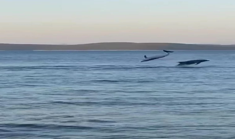 Bodrum’da balıkçılar, yunusların gösterisini görüntüledi