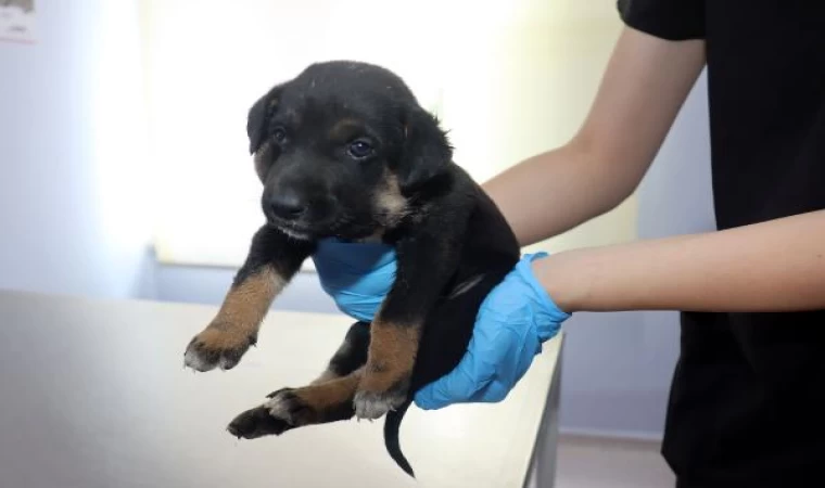 Boğazında ısırık yarası bulunan yavru köpeği barınağın kapısına terk ettiler