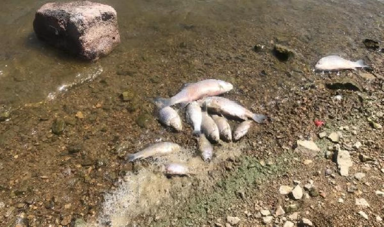 Boğazköy Barajı’nda ölü balıklar karaya vurdu