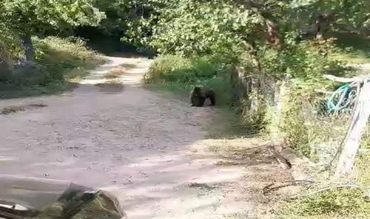 Boluda bahçesine ayı giren köylülerin güldüren diyaloğu