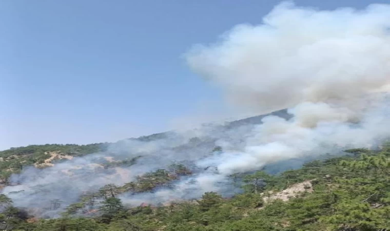 Bolu’da orman yangını (2)