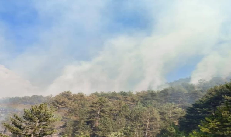 Bolu’da orman yangını (2)