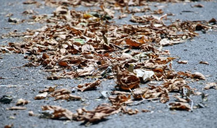 Bolu’da son 94 yılın en sıcak yazı; ağaçların yaprakları sararıp döküldü