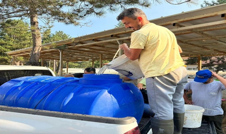 Boluda yavru pullu sazan balığı üretimi devam ediyor