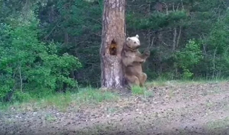 Bozayının ’kaşınma dansı’ fotokapana yansıdı