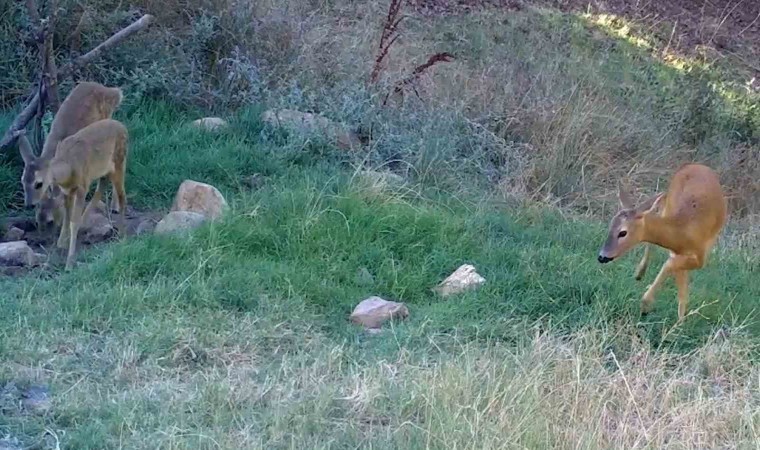 Bozkırın yaban hayatı fotokapanda: Vaşak, karaca, su samuru görüntülendi