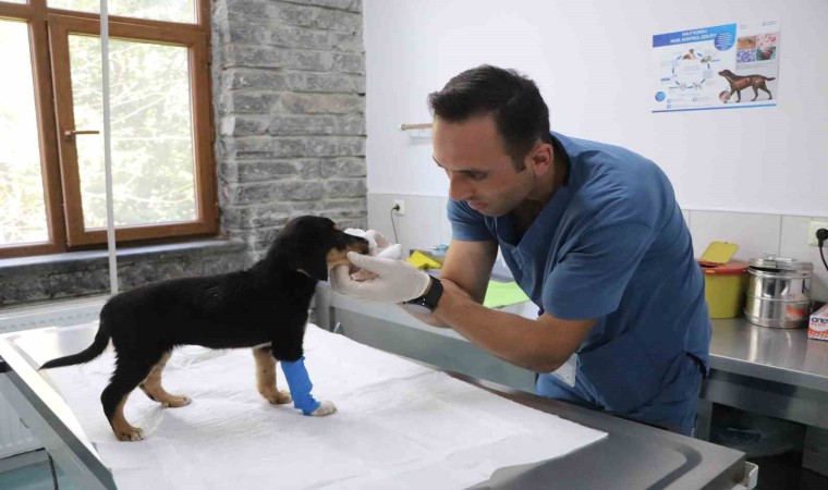 Bu merkezde 20 bin sokak hayvanı kısırlaştırıldı