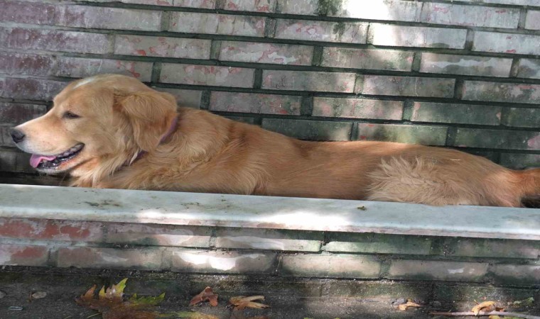 Burhaniyede aşırı sıcaklar köpekleri de bunalttı