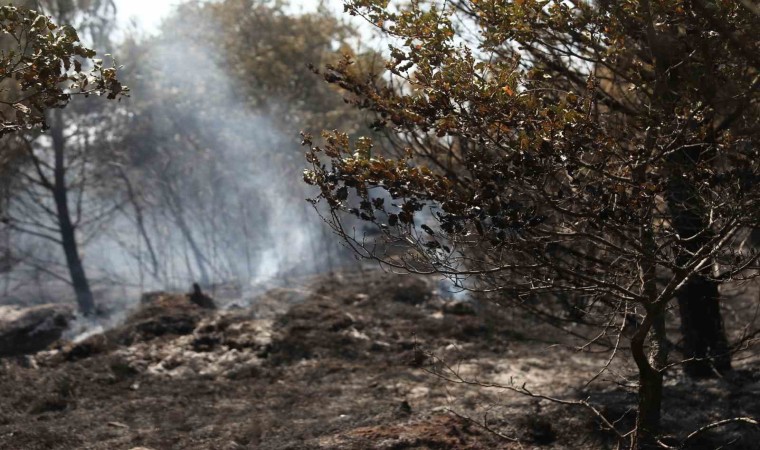 Bursada anız şeklinde başlayan yangın ormana sıçradı