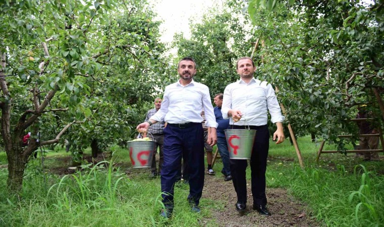 Bursada armut hasadı başladı... İlk meyveler Milletvekili Kılıç ve Başkan Tanırdan