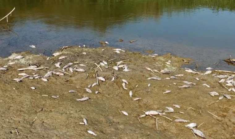 Büyük Menderes Nehri’nde toplu balık ölümleri