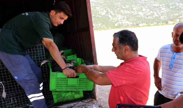 Büyükşehir Belediyesinin, hindi ile çekirge mücadelesi bu yıl da sürüyor