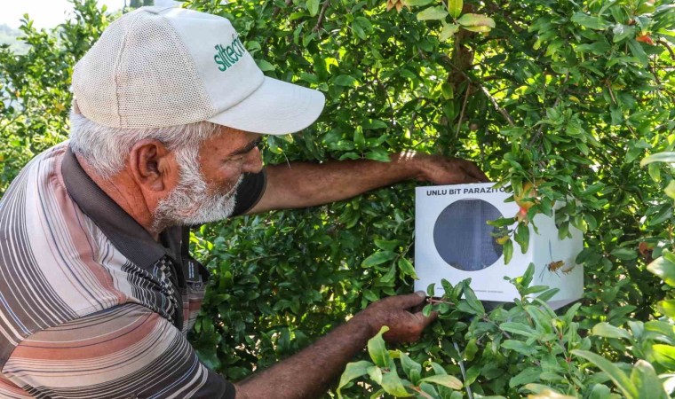 Büyükşehirin çiftçilere faydalı böcek desteği ara vermedi