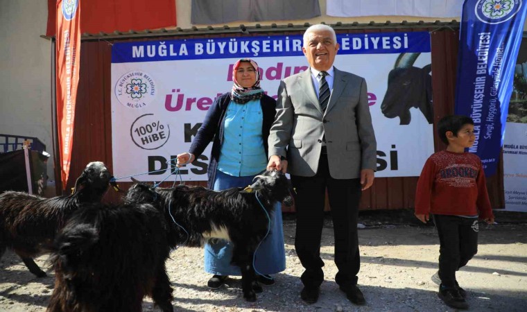 Büyükşehirin Kıl Keçisi desteği 3 ilçede devam ediyor