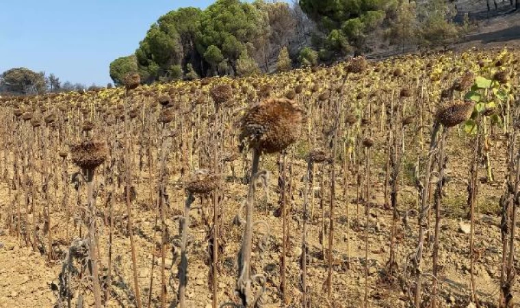 Çanakkale’deki orman yangını 3’üncü günde kontrol altında (6)