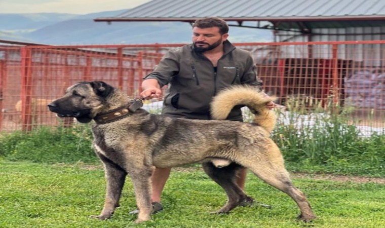 Çankırıdan Sivasa rakip çıktı: Bu çiftlikte yetişen kangallara Sivastan bile talep oluyor