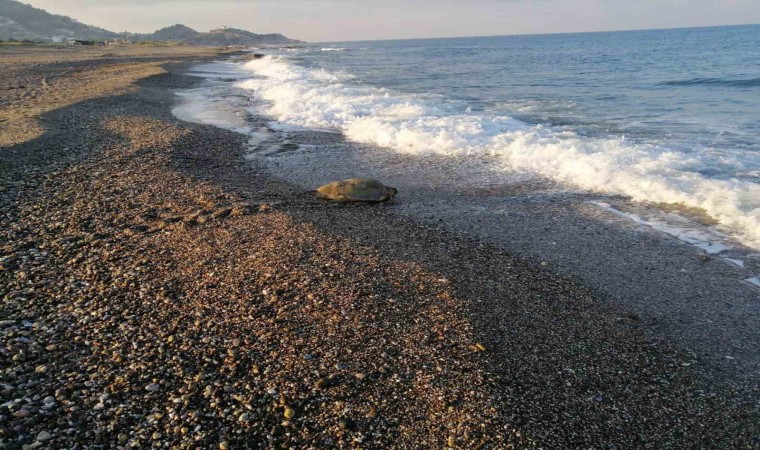 Caretta Caretta yuvasının koruma kafesini kaldırıp üzerinde mangal yaptılar