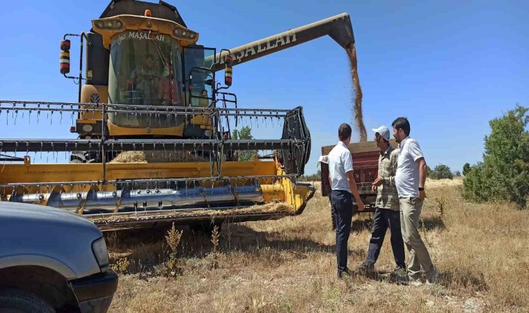 Çavdarhisarda buğday tohumu hasadı devam ediyor