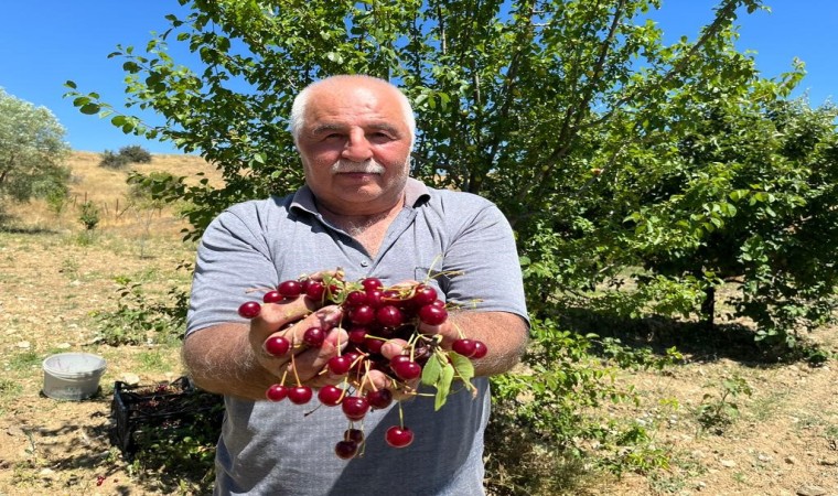 Coğrafi işaretli ‘Çubuk vişnesinin hasadı başladı