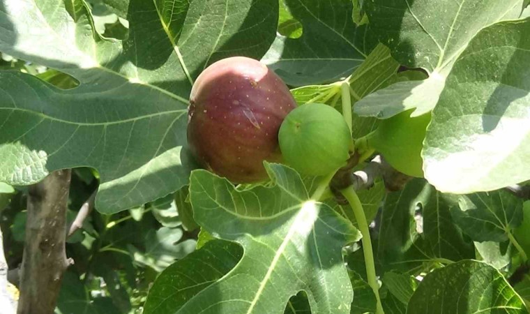 Coğrafi işaretli Havran siyah incirinde hasat başladı