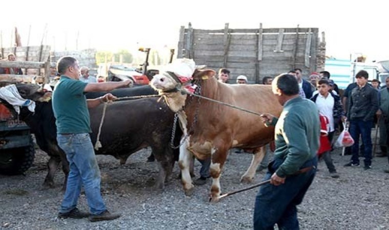 Çorumda şap alarmı, 15 köy karantinaya alındı