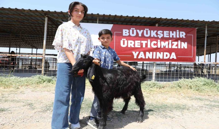 Denizlide 489 üreticiye 978 adet damızlık koç ve teke hibe edildi