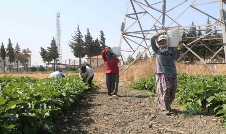 Depremzede kadınların 50 dereceyi bulan sıcakta zorlu patlıcan hasadı