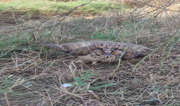 Devriyeye çıkan jandarma yaralı baykuş buldu