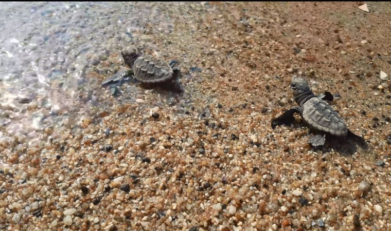 Didim ve Kuşadasında yavru deniz kaplumbağaları denizle buluştu