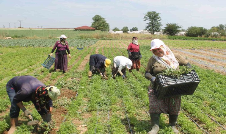 Edirnede ev hanımları tarlalarda rızıklarını çıkarıyor