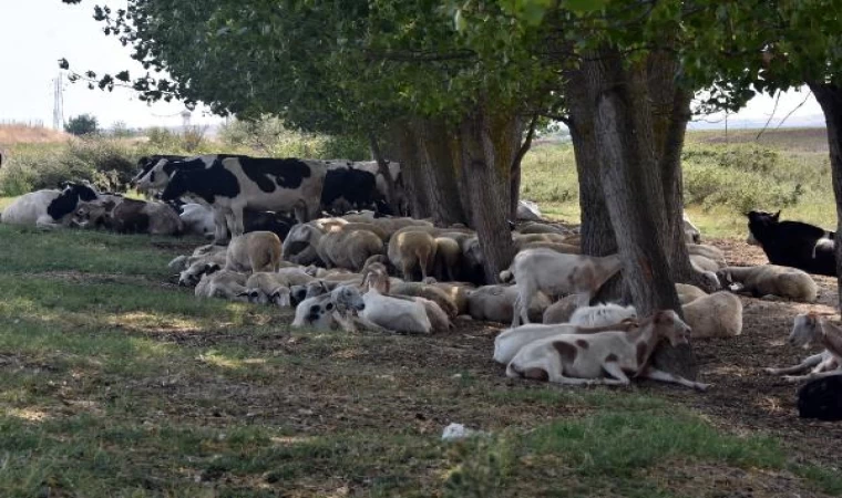 Edirne’de köylere inen kurtlar, koyunlara saldırdı