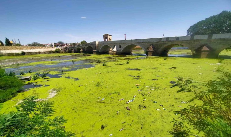 Edirnede Tunca Nehri kirlilikten yeşile büründü