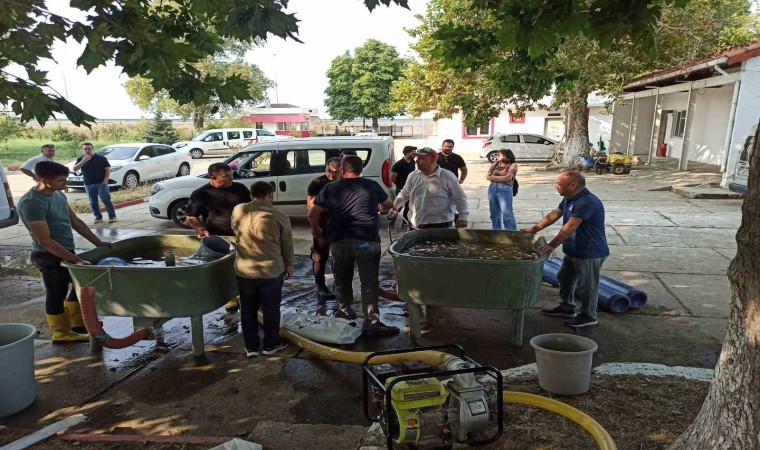 Edirnede yavru sazan balıklar su ile buluştu