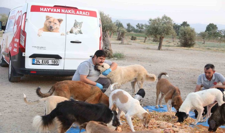 Efeler can dostlarını besliyor, israfı önlüyor