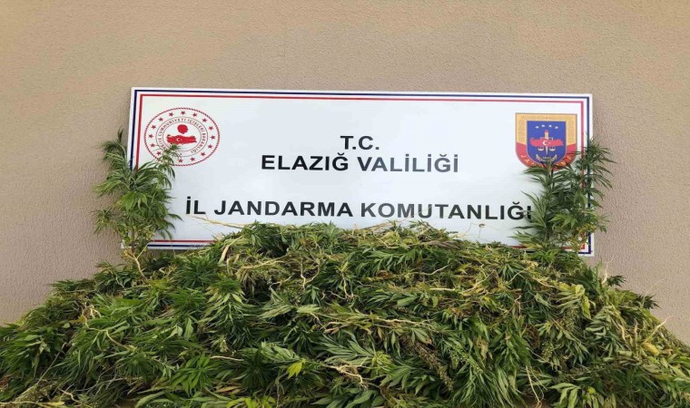 Elazığda 2 bin 208 kök kenevir ele geçirildi