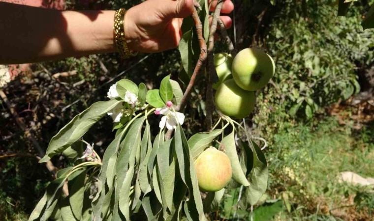 Elma ağacı hasat edilmeyi beklerken çiçek açtı