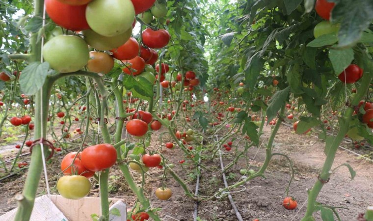 Erzincanda 600 dekarlık sera işletmesinde üretilen domates, çevre illere pazarlanıyor