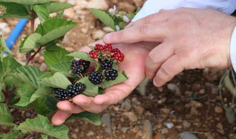 Erzincanda atıl araziler tarıma kazandırılıyor