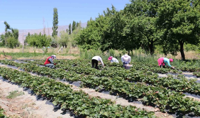 Erzincanda çilek hasadı