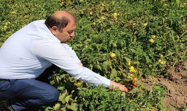 Erzincanda sanayi tipi domates yetiştiriciliği gelişiyor