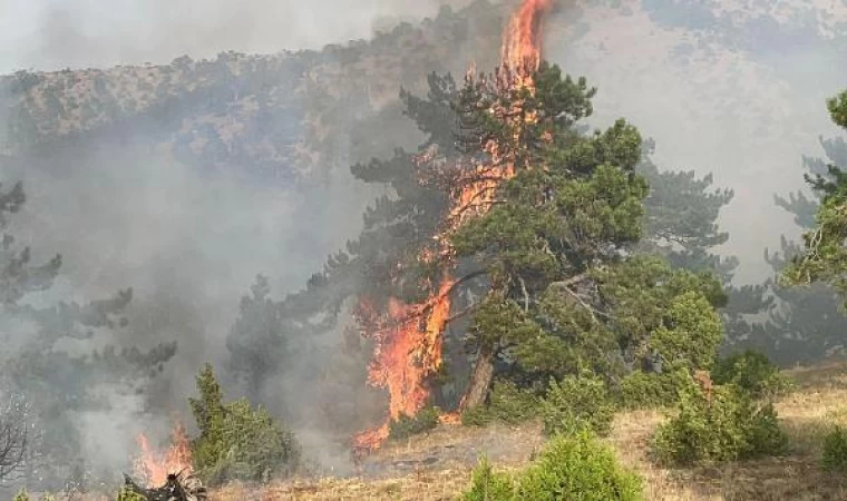 Eskişehir’de orman yangını (2)