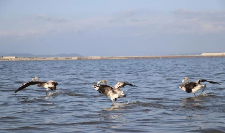 Flamingolara ’halkalı’ koruma