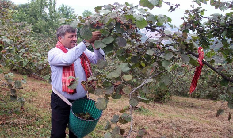 Giresunda kemençe ve horon eşliğinde fındık hasadı yapıldı