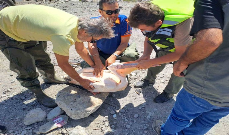 Gölette mahsur kalan pelikanı AFAD kurtardı