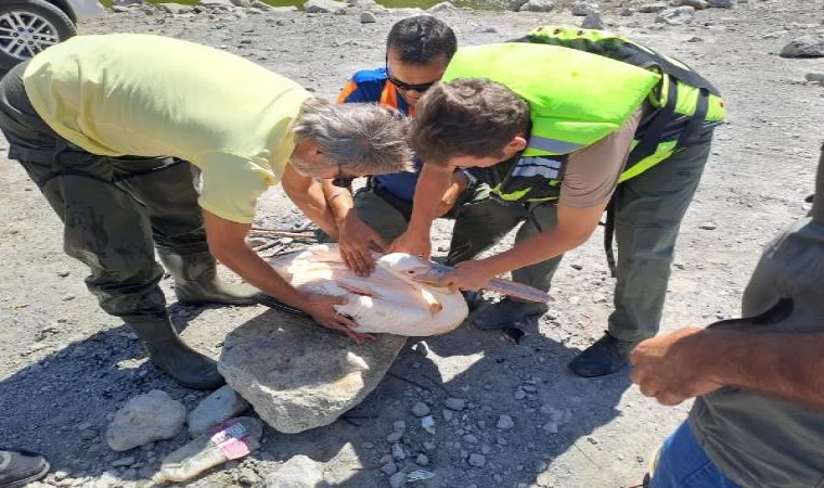 Gölette mahsur kalan yaralı pelikan AFAD ekiplerince kurtarıldı