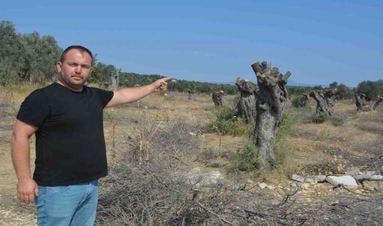 Gömeçte talan edilen zeytin ağaçlarının yerine lüks villalar dikiliyor