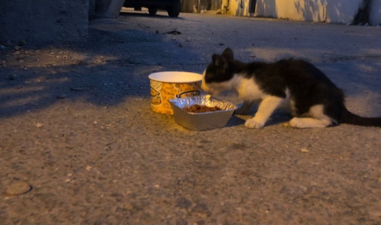 Gönüllülerden depremde etkilenen hayvanlara mama desteği