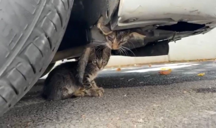 Güngörende araç motoruna sıkışan kedi kurtarıldı